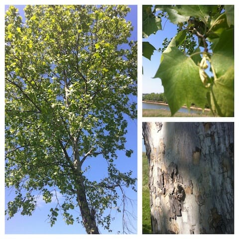 tree